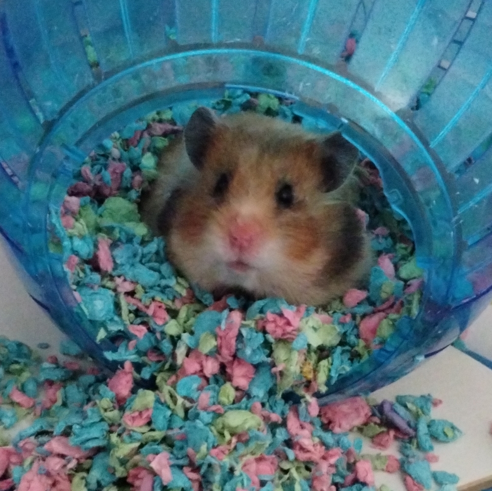 Meet your Posher, Aura